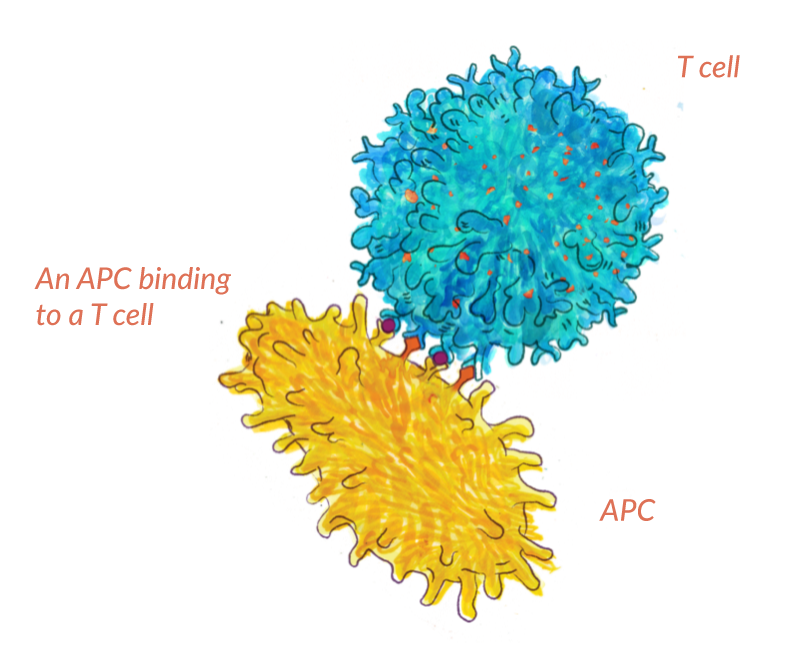 tcells-image